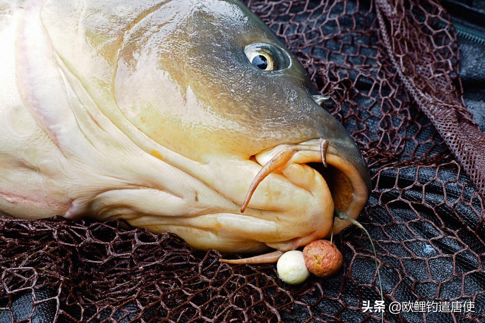 话说欧鲤钓之科学篇,欧鲤钓知识讲解