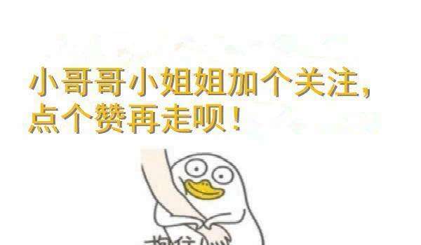 年度最受欢迎的十大猫咪品种,家养宠物推荐寿命长的品种猫咪