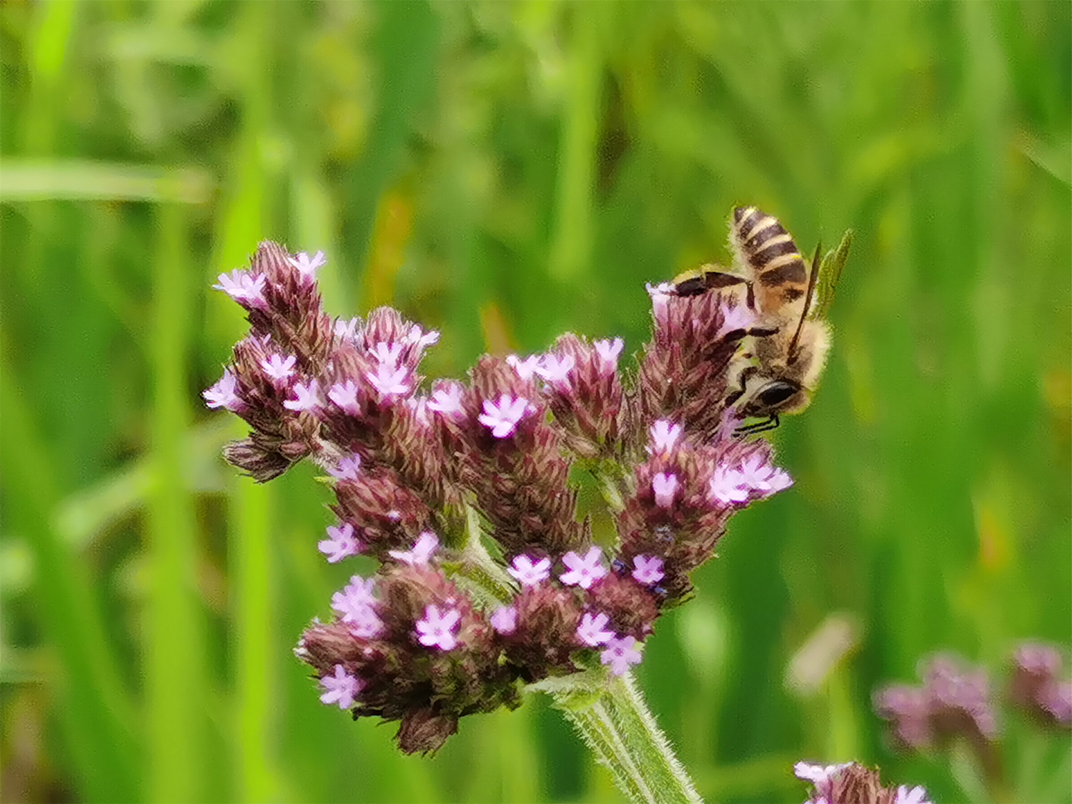 荣耀play4pro麒麟9905g信号怎么样,荣耀play4pro是麒麟9905g吗