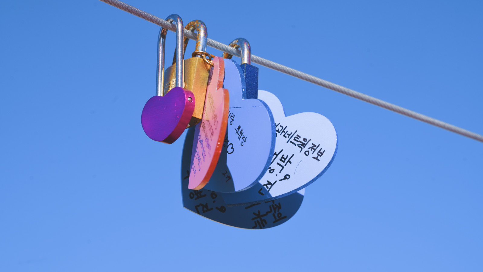 哇,人参随便挖!韩国还能这么玩