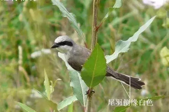 伯劳鸟饲养,没睁眼的伯劳怎样饲养