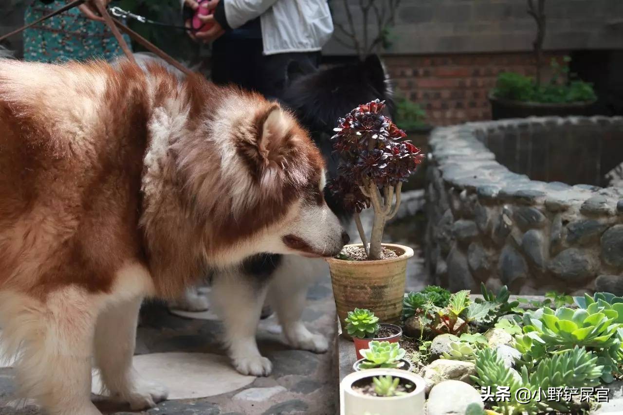 狗狗异食癖的治疗方法,教你治疗狗狗异食癖的方法