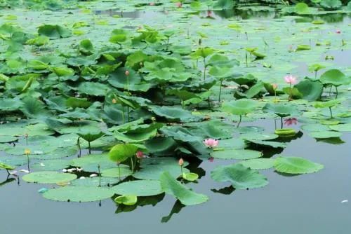 沈阳夏季赏荷旅游攻略,沈阳周边赏荷胜地