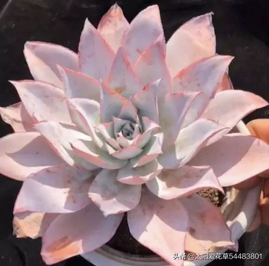 怎么养殖多肉广寒宫?掌握5个小妙招,株型紧凑又漂亮