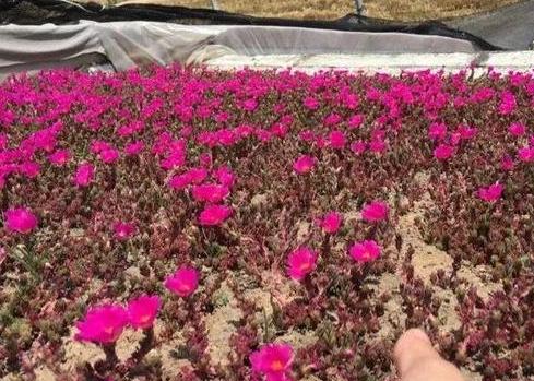 紫米粒多肉的养护方法,多肉紫雾小苗怎么扦插