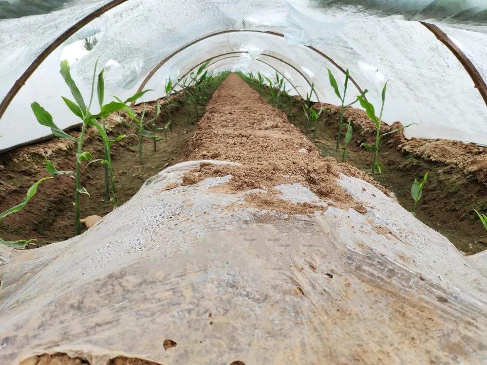 姜的种法和田间管理,大姜种植技术和管理技术书