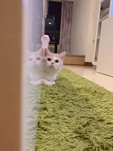 带你了解你家猫主子,猫咪的迷惑行为你家主子中招了吗