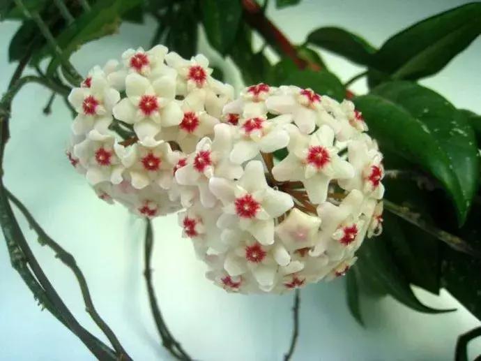 好书推荐快来领取你的宝藏书单,100种百花图谱大全