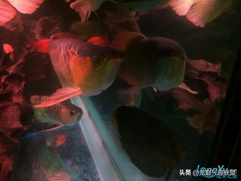 手把手教你做龙鱼最强营养秘方食谱--鲜虾牛肉狮子头，别馋哈