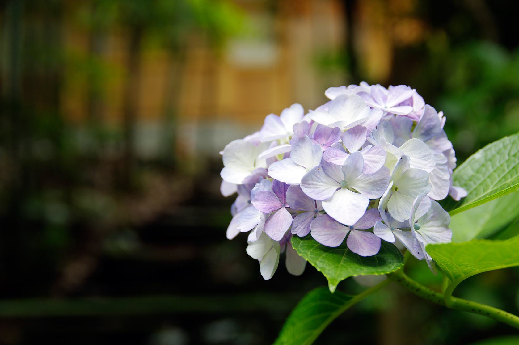 渡边淳一钝感力,渡边淳一的三种快乐