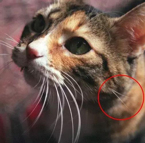 猫咪的胡须有什么作用一年级,猫咪的胡须有什么用