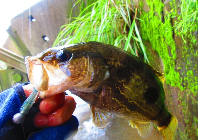 铅头钩和德州钓组哪种好,实战铅头钩最强绑法