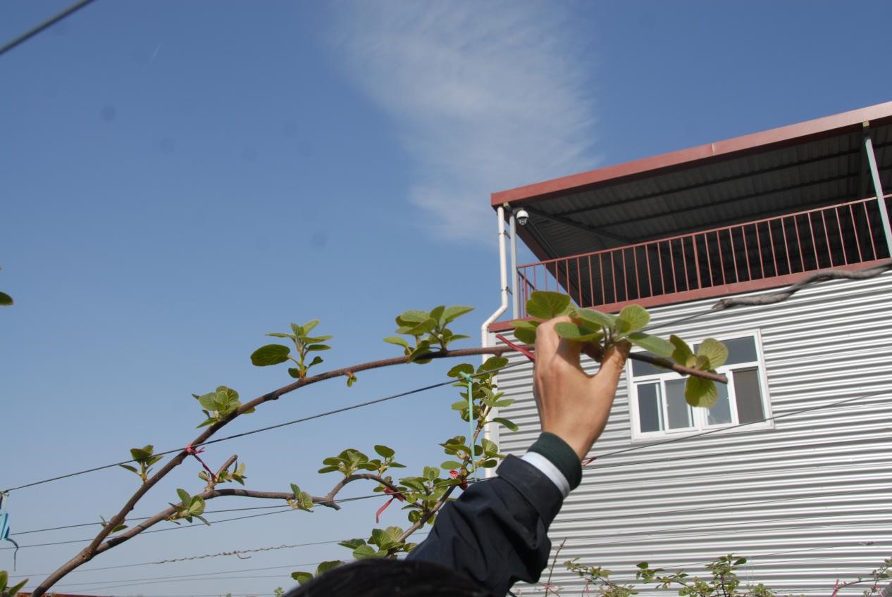 猕猴桃抹芽技术要点,猕猴桃幼树抹芽方法视频