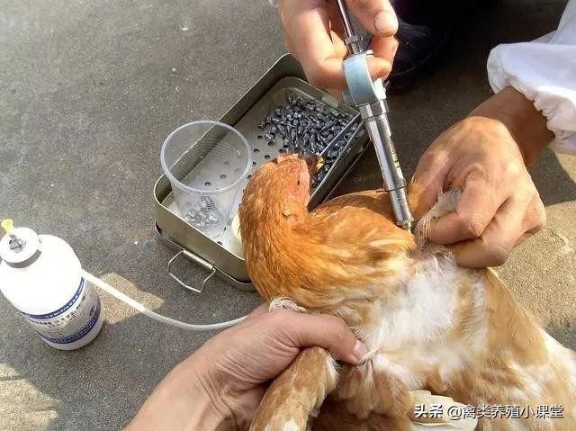 预防鸡禽流感用什么产品,鸡为什么会得霍乱