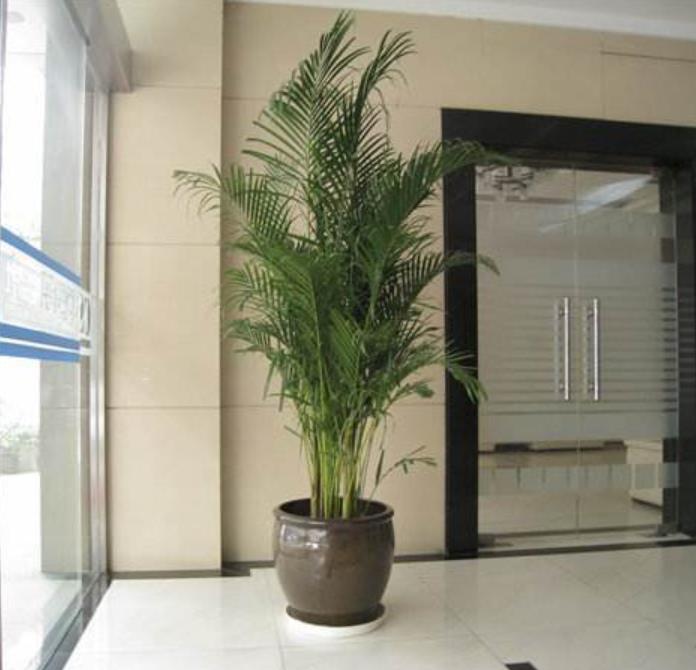 养花新手都可以养爆盆的室内植物,适合室内水养养不死的大型绿植