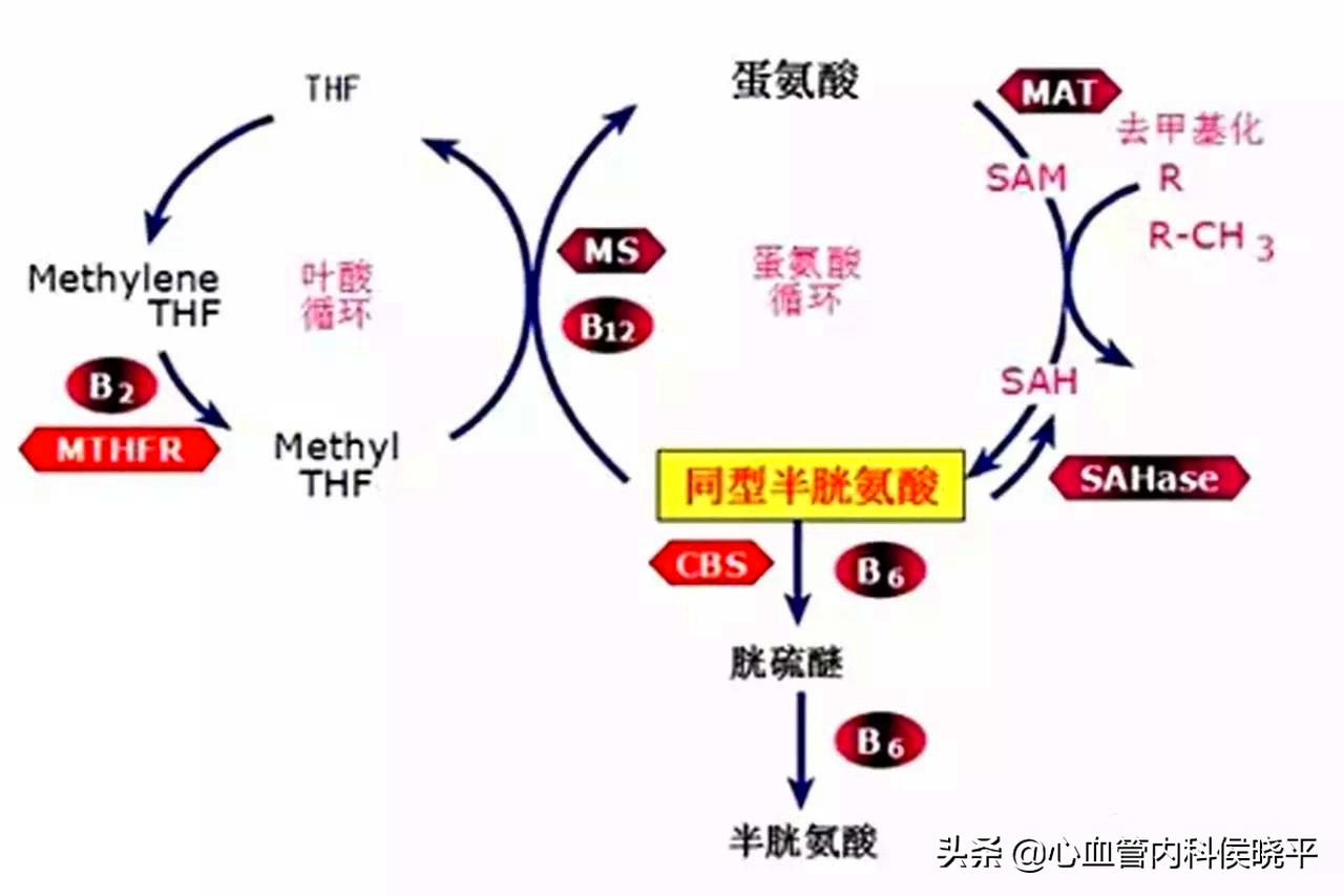 高血压同型半胱氨酸高吃叶酸5mg,高血压同型半胱氨酸吃多少叶酸
