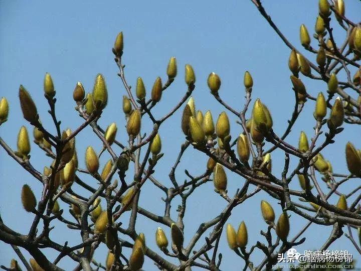 鼻子不通气用什么草药,睡觉就鼻子不通中药方