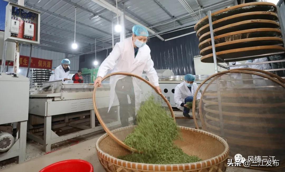 侗乡赶制早春茶,春茶上市喝真茶还是套路
