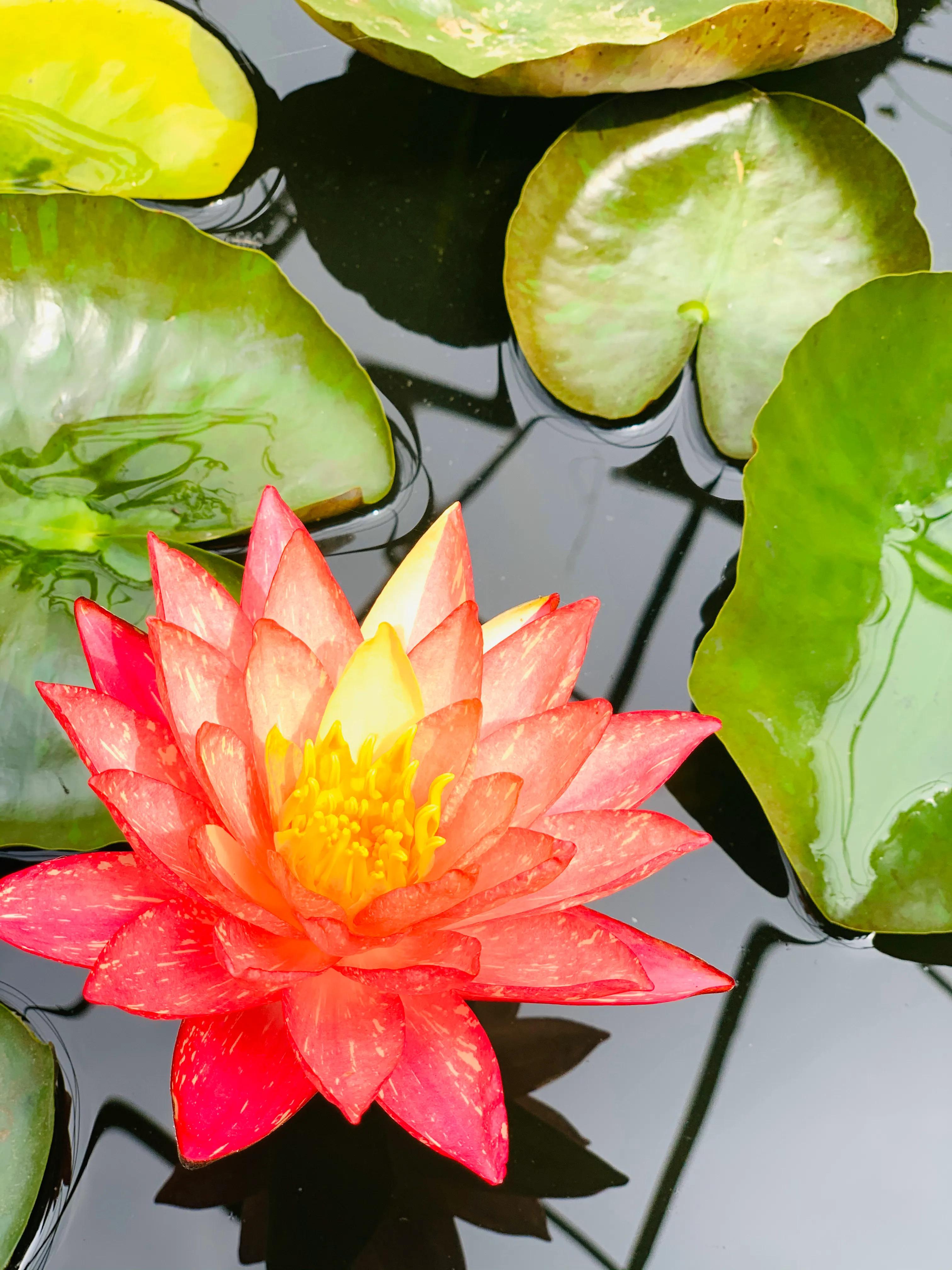 五律：水中睡美人