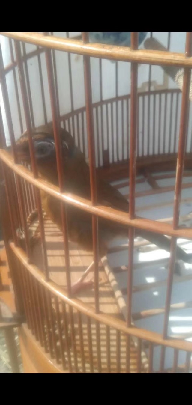 养鸟画眉的技巧,画眉鸟生鸟挑选