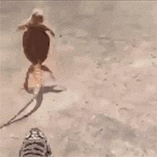 艺术狗视频,艺术狗造型