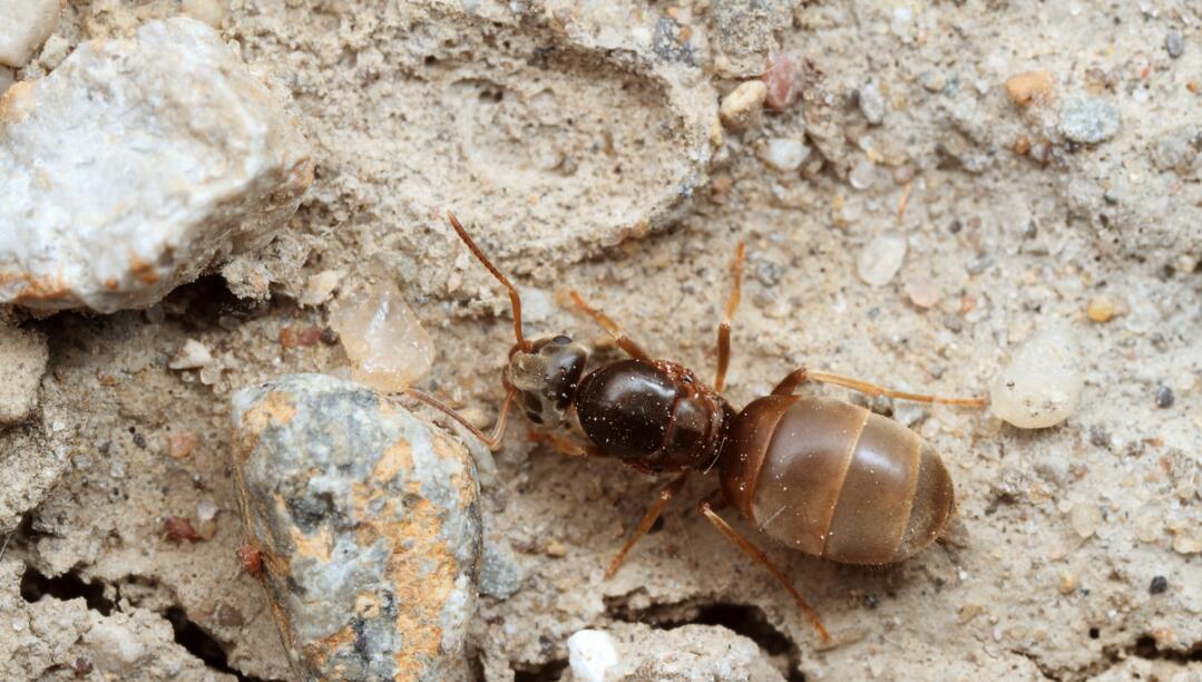 惨烈的蚁巢守卫战：毛蚁大战十倍多的红火蚁，全族被灭蚁后遭斩首