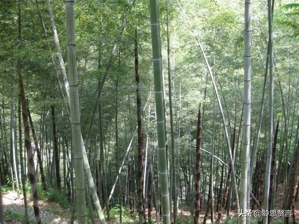 竹笋诗词精选三十一首,山中竹笋诗词