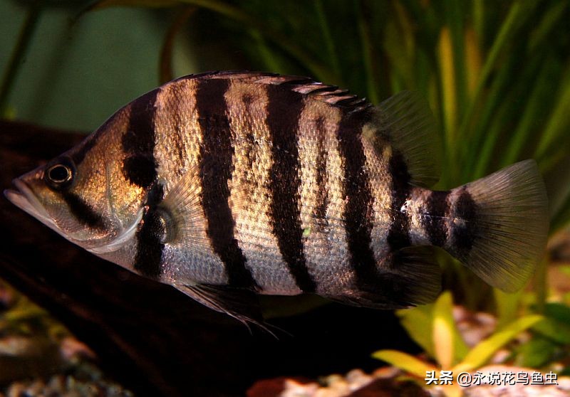 孟加拉银虎鱼和苏虎鱼有什么区别,最便宜虎鱼是哪种虎鱼