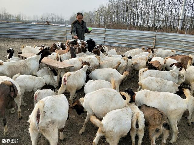 山羊常见寄生虫病，诊断与治疗方法，提高治疗效果