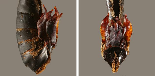 蝴蝶拥有复杂*交性**配：雄*交性**配后会留下“贞操带”