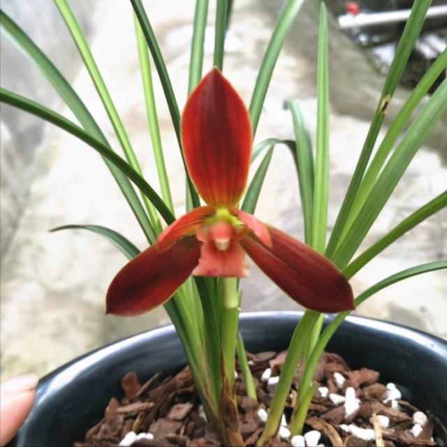 国兰精品春兰华夏红素,玉兰开花性最好的品种