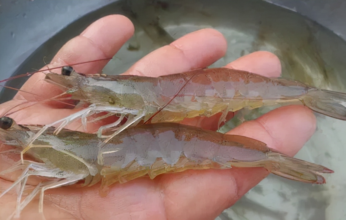 被看轻了的虾火锅