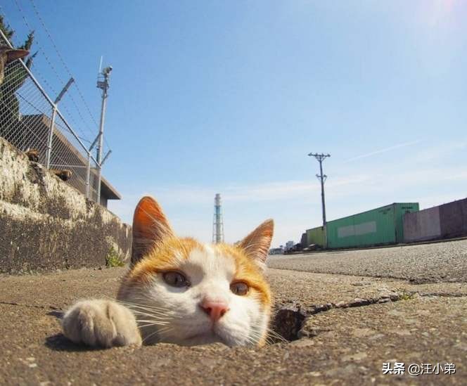 如何让猫咪变得十分乖巧特别粘人,猫咪怎么才能不闹猫