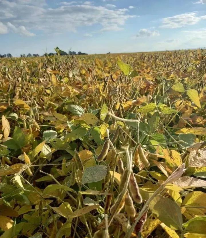 用钱去做农业会怎样,去农村搞种植业投资怎样做最好