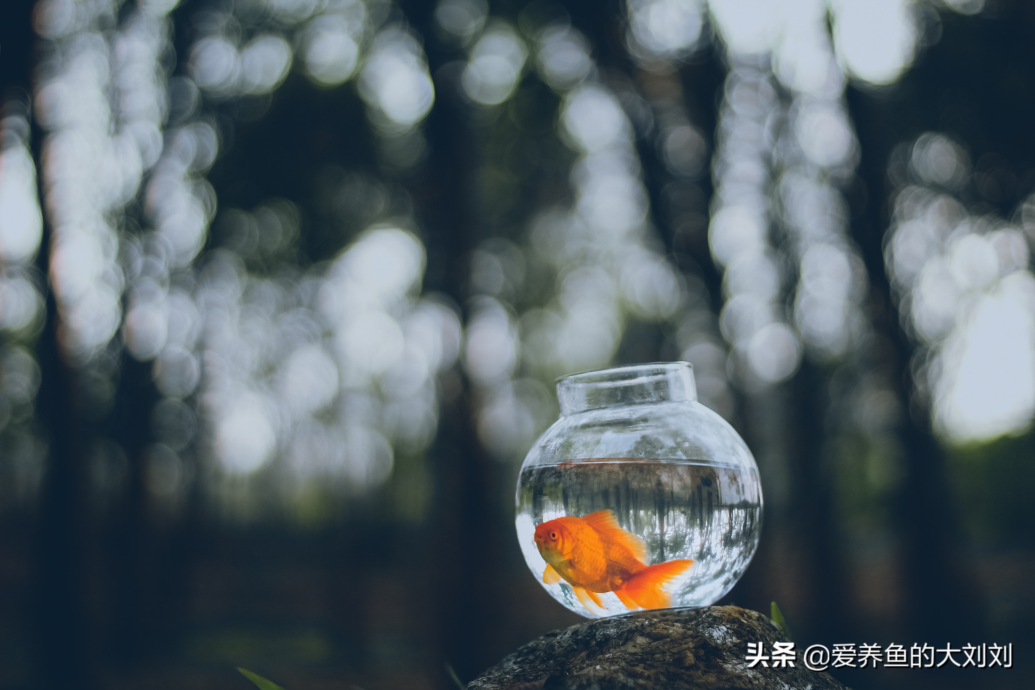 鱼缸应该怎么卖,怎样买鱼缸才最划算