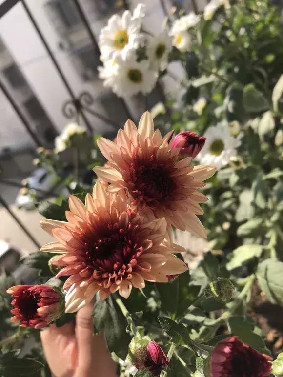 菊花的花蔫了怎么办,菊花凋谢后如何再次开花