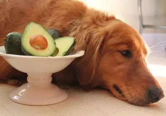 什么寄生虫会导致狗狗软便,狗狗老睡床应该怎么治