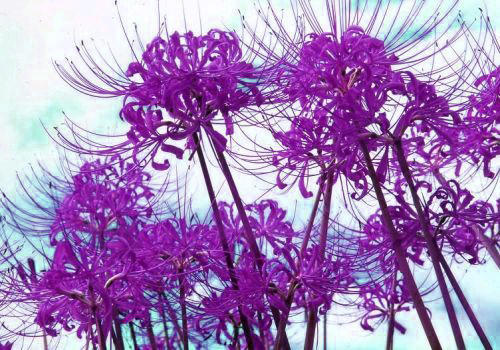 漂亮的彼岸花的养殖方法,美丽而忧伤的彼岸花