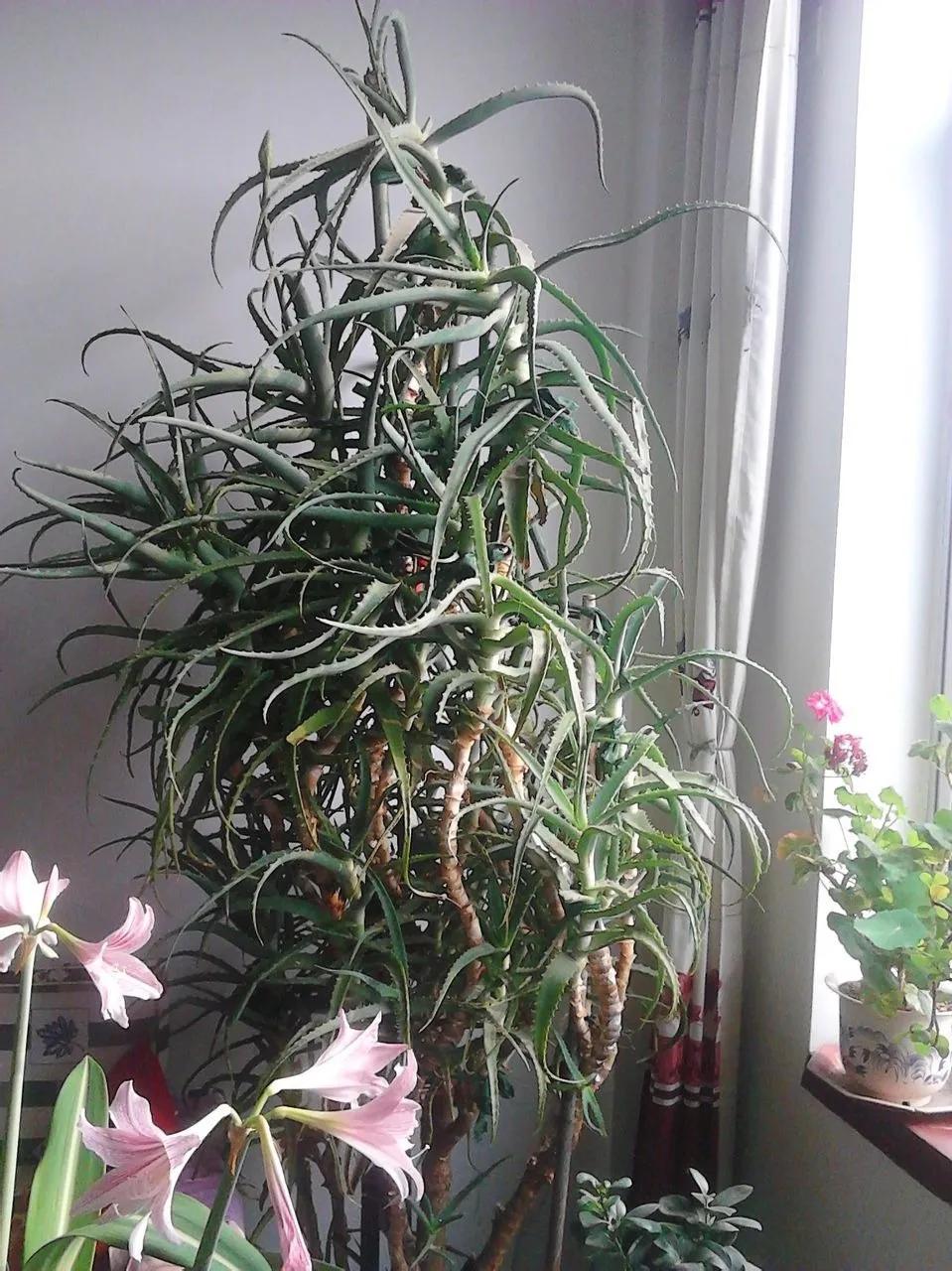 90岁的阿婆，养了株20年的龟背竹，冲上三层楼！霸气镇宅！