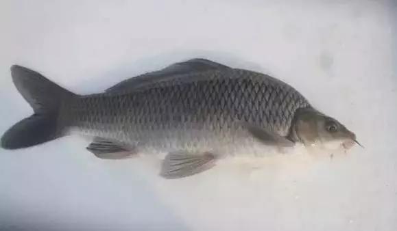 长江白鲟世界最大淡水鱼,中华鲟娃娃鱼