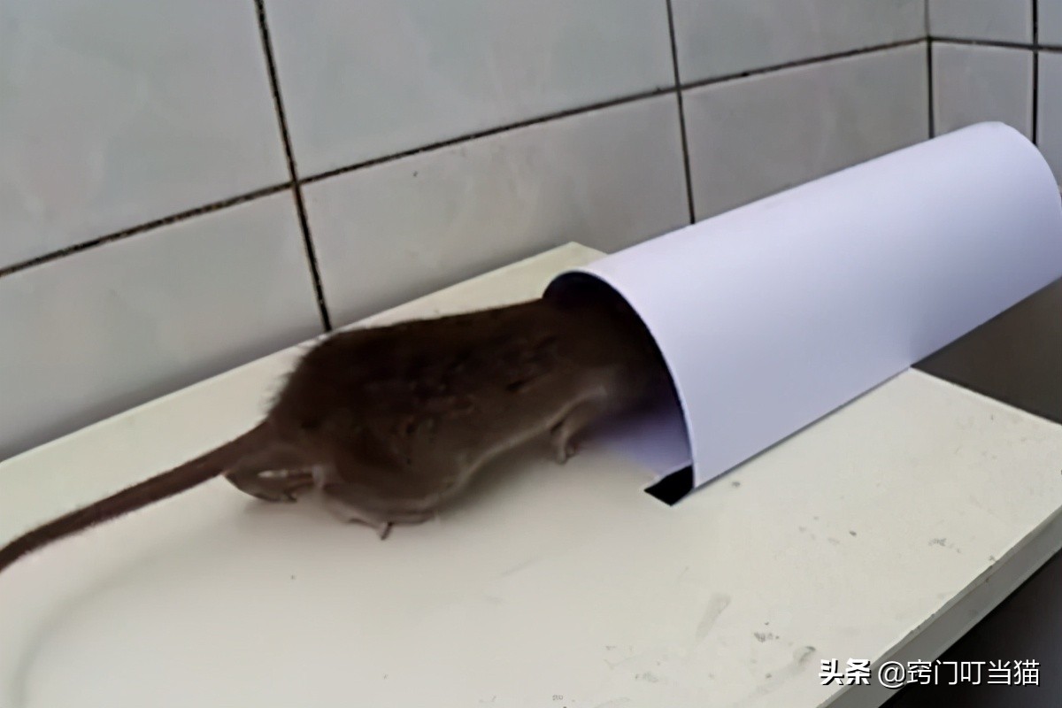 家里有老鼠最好用什么方法抓老鼠,家里进老鼠了该怎样抓老鼠呢