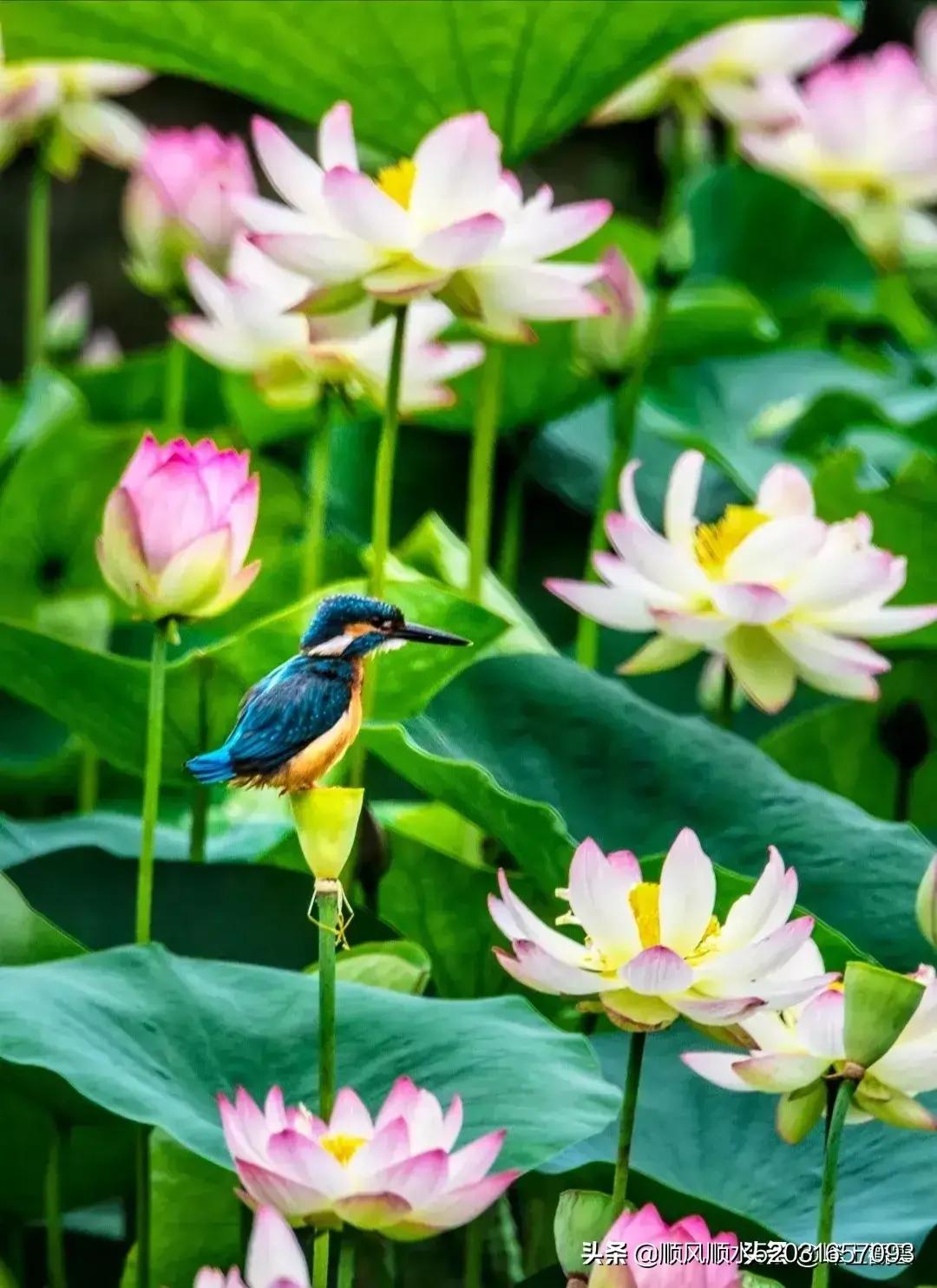 襄阳人苞谷味在臆想中的古隆中卧龙岗居于何地？