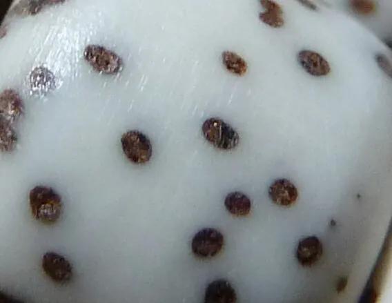 星月菩提的选购、盘玩、保养入门基础篇