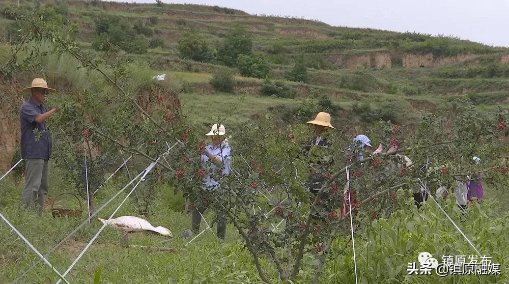 镇原花椒,襄汾花椒映红致富路