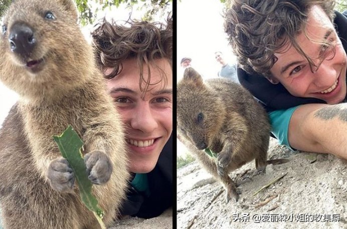 为什么我们会微笑?10个关于微笑袋鼠的萌萌秘密