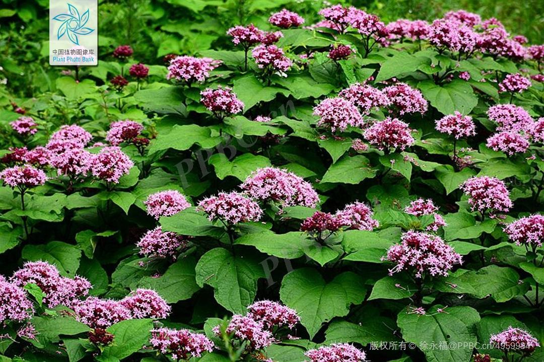 臭黄荆植物,臭鸡屎藤学名
