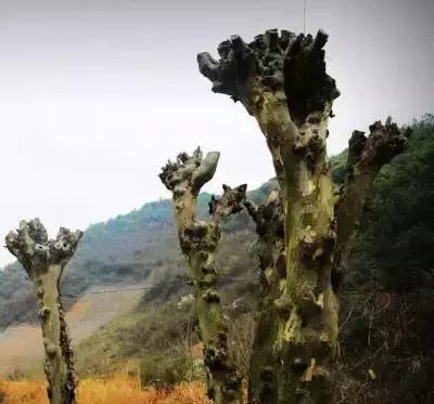 原来毛笔是这样做出来的,原来红木是这样做出来的