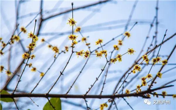 泸州的腊梅花在什么地方,泸州腊梅花观赏
