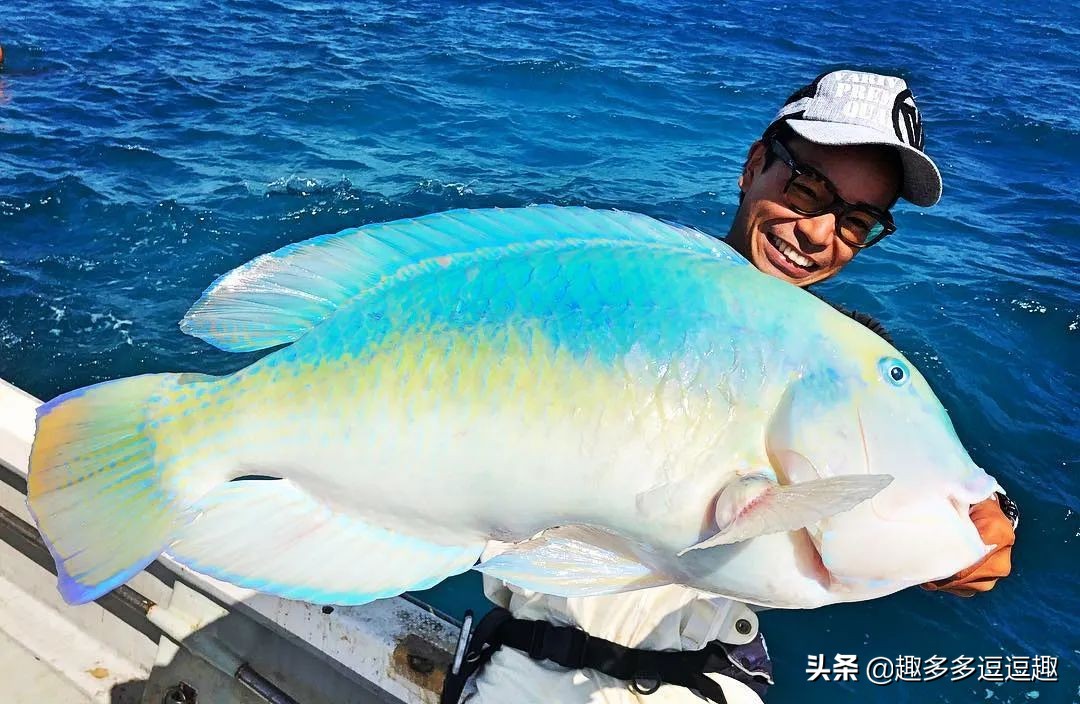 日本发现怪鱼,日本渔民岸边发现什么怪鱼了