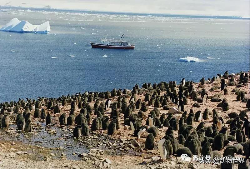 企鹅没有毛还能生活在北极,企鹅没有冰能生活吗